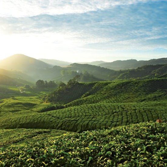 Teeherstellung und Verarbeitung Teeherstellung und Verarbeitung