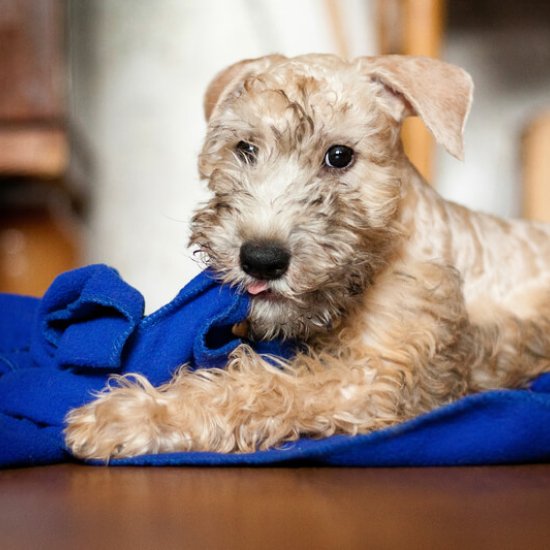 Irish Soft Coated Wheaten Terrier