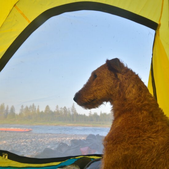 Irish Terrier