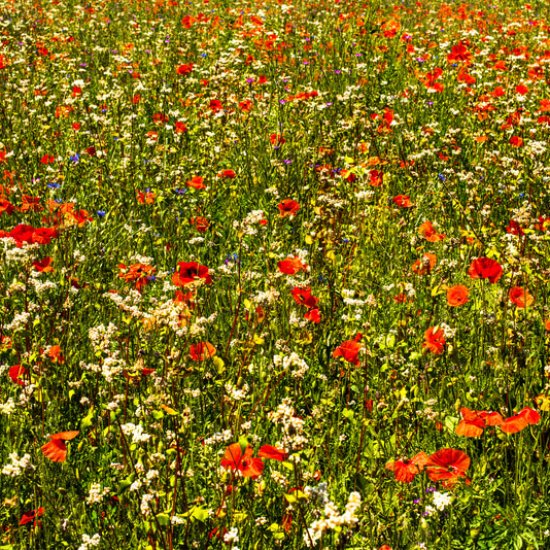 Brigit’s Garden – auf den Spuren des keltischen Erbes im Westen Irlands