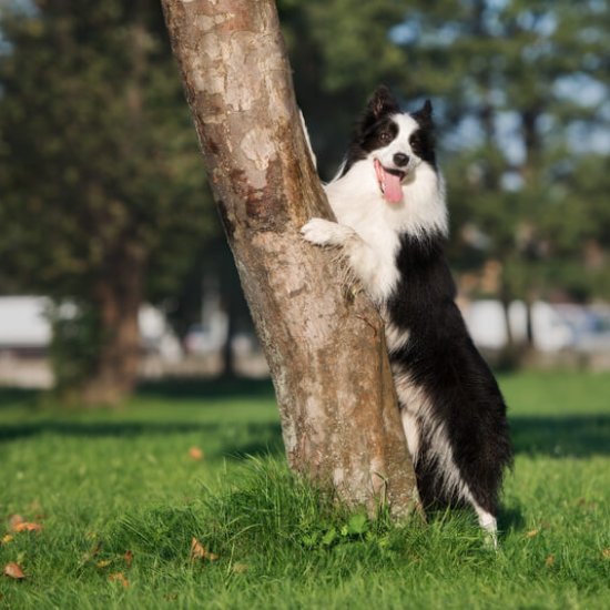 Border Collie Border Collie