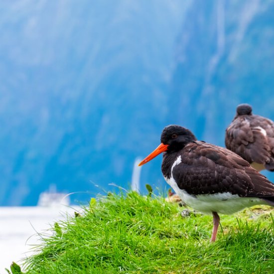 Gola Island Gola Island