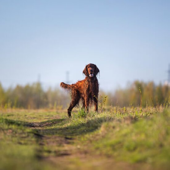 Irish Setter Irish Setter