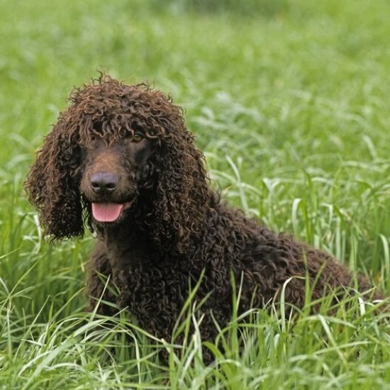 Irish Water Spaniel Irish Water Spaniel