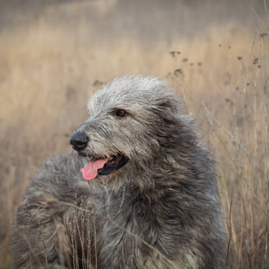 Irish Wolfhound Irish Wolfhound