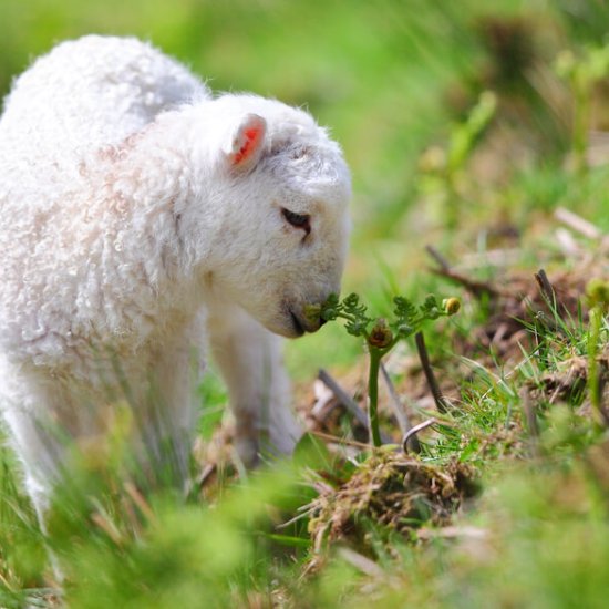 Festivals im Januar - April Festivals im Januar - April