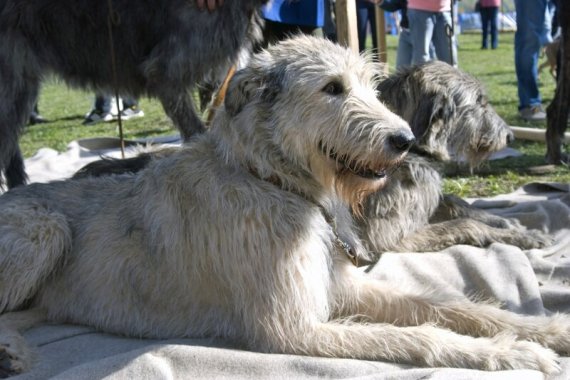 Irische Hunde