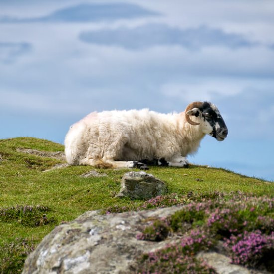 Irish Folk Songs