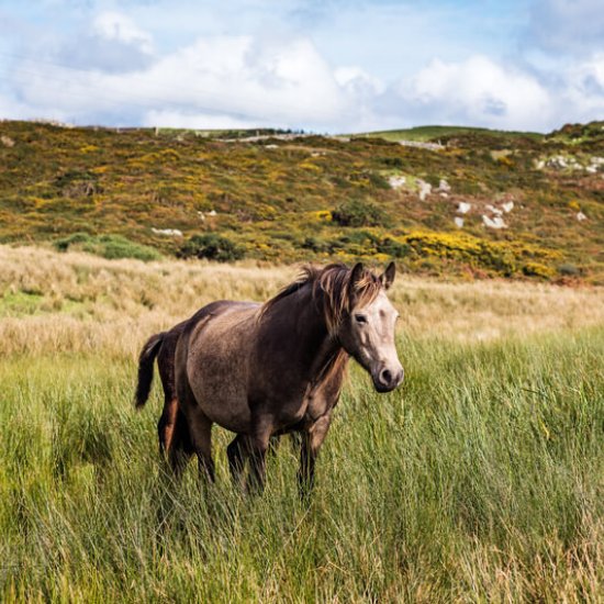 Irland-Newsletter