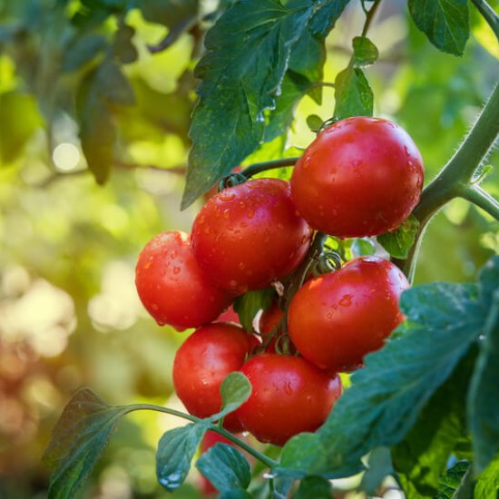Tomaten-Relish aus Irland