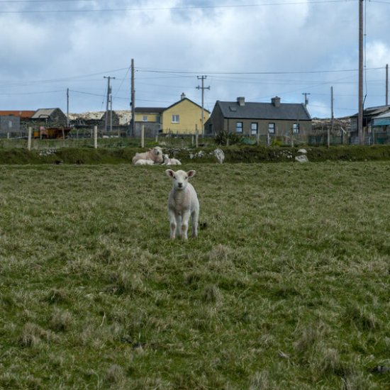 Inishbofin Community Arts Festival