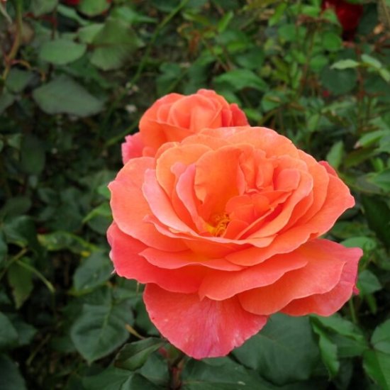 Rose of Tralee