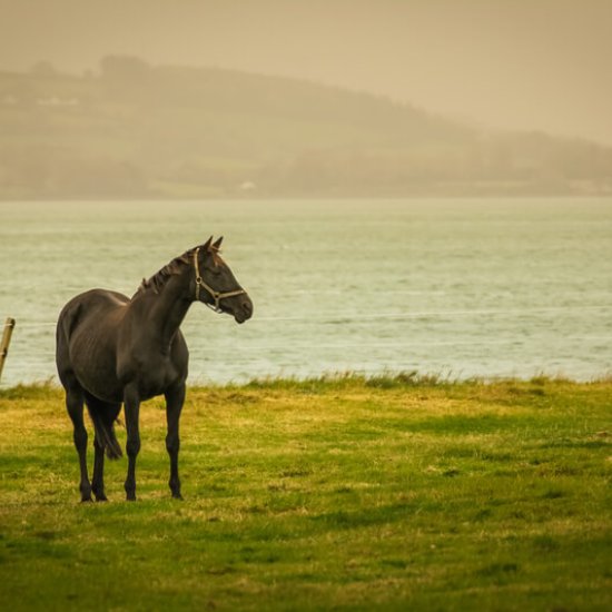 Festival of the Connemara Pony