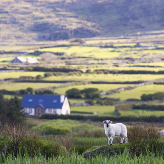 Irland Infos