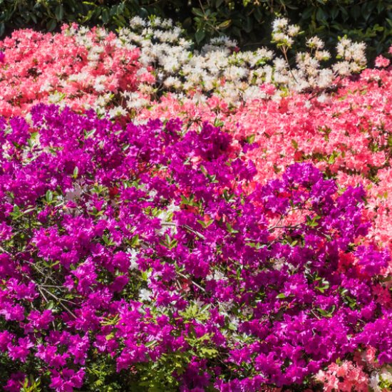 Kilmokea Gardens