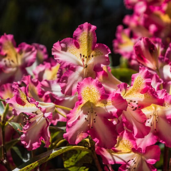Mount Congreve Gardens