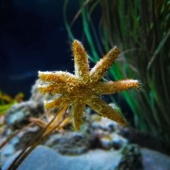 National Sea Life Centre