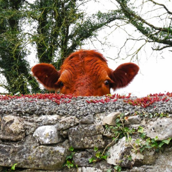 County Longford