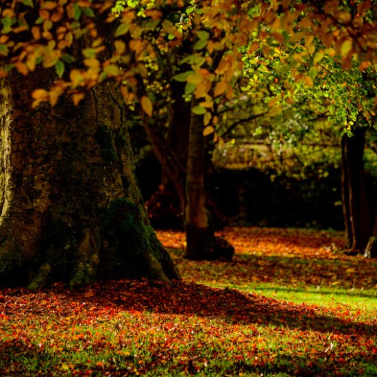 County Louth